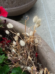 Polypogon monspeliensis