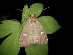 Acosmetia biguttula