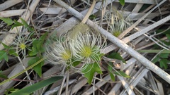 Clematis montevidensis
