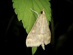 Ostrinia scapulalis