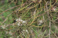 Hakea rostrata