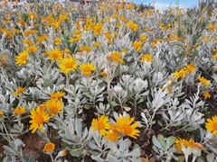Senecio crassiflorus