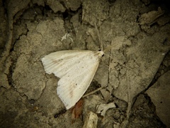 Hypenomorpha calamina