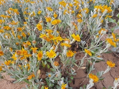 Senecio crassiflorus