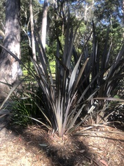 Phormium