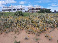 Senecio crassiflorus