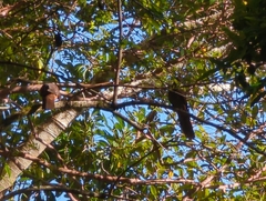 Macropygia phasianella