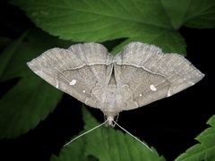 Cidariplura gladiata