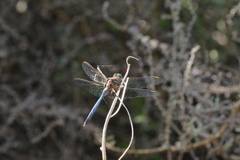 Orthetrum julia