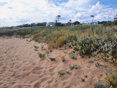 Senecio crassiflorus