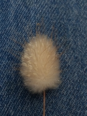 Polypogon monspeliensis