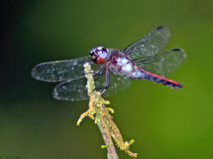 Libellula herculea