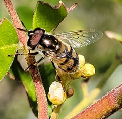 Copestylum marginatum