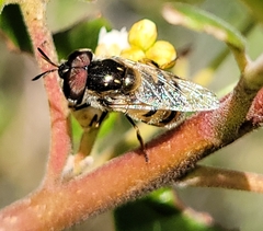 Copestylum marginatum