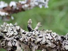 Hypogymnia tubulosa