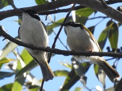 Melithreptus albogularis