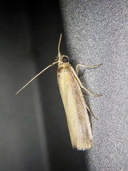 Oncocera semirubella