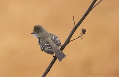 Elaenia flavogaster