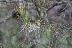 Hakea rostrata