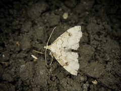 Micreremites pyraloides