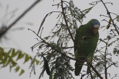 Amazona albifrons