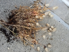 Polypogon monspeliensis