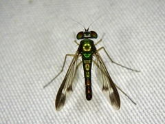 Condylostylus nebulosus