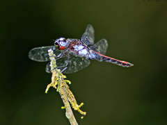 Libellula herculea