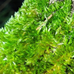 Homalothecium sericeum