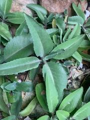 Kalanchoe gastonis-bonnieri