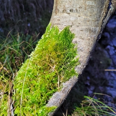 Homalothecium sericeum