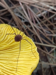 Leiobunum flavum