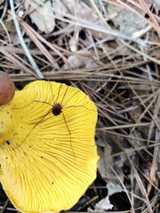 Leiobunum flavum