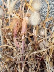 Polypogon monspeliensis