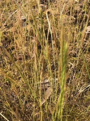 Festuca bromoides