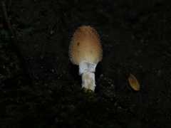 Candolleomyces tuberculatus