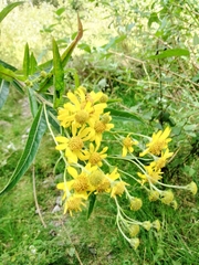 Verbesina virgata