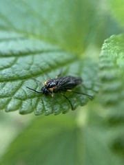 Adurgoa gonagra