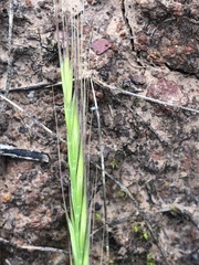 Festuca bromoides