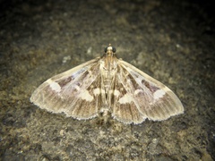 Herpetogramma luctuosalis
