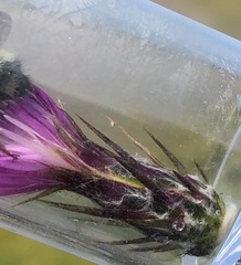 Carduus pycnocephalus