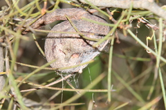 Hakea rostrata