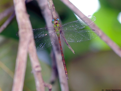 Triacanthagyna septima