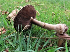Agaricus
