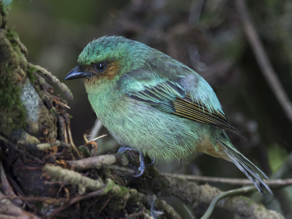 Rufous-cheeked Tanager (Tangara rufigenis) photo