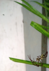 Argyrodes