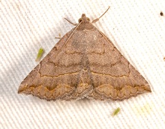 Lesmone griseipennis