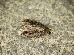 Lepidoptera