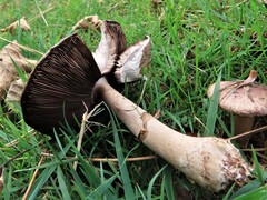 Agaricus