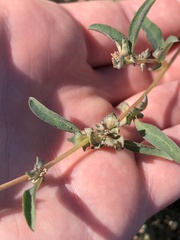 Atriplex suberecta